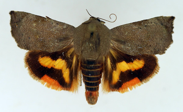 /filer/webapps/moths/media/images/O/occidentalium_Hyblaea_AM_TMSA.jpg