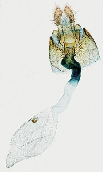 /filer/webapps/moths/media/images/O/occidentana_Gibbalaria_GFPT_USNM.jpg