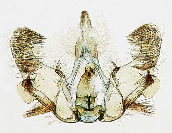 /filer/webapps/moths/media/images/O/occidentana_Gibbalaria_GMHT_USNM.jpg