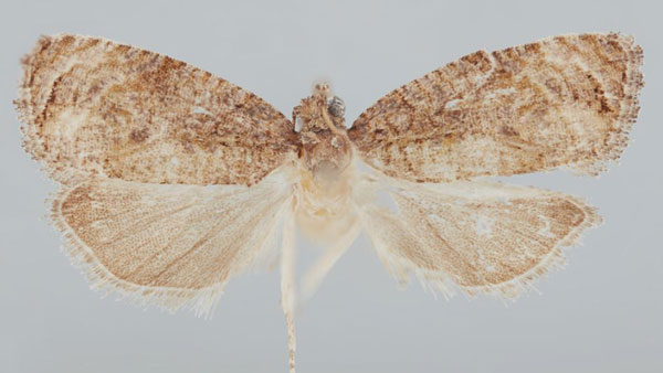 /filer/webapps/moths/media/images/O/occidentana_Gibbalaria_HT_USNM.jpg