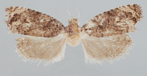 /filer/webapps/moths/media/images/O/occidentana_Gibbalaria_PTF_USNM.jpg