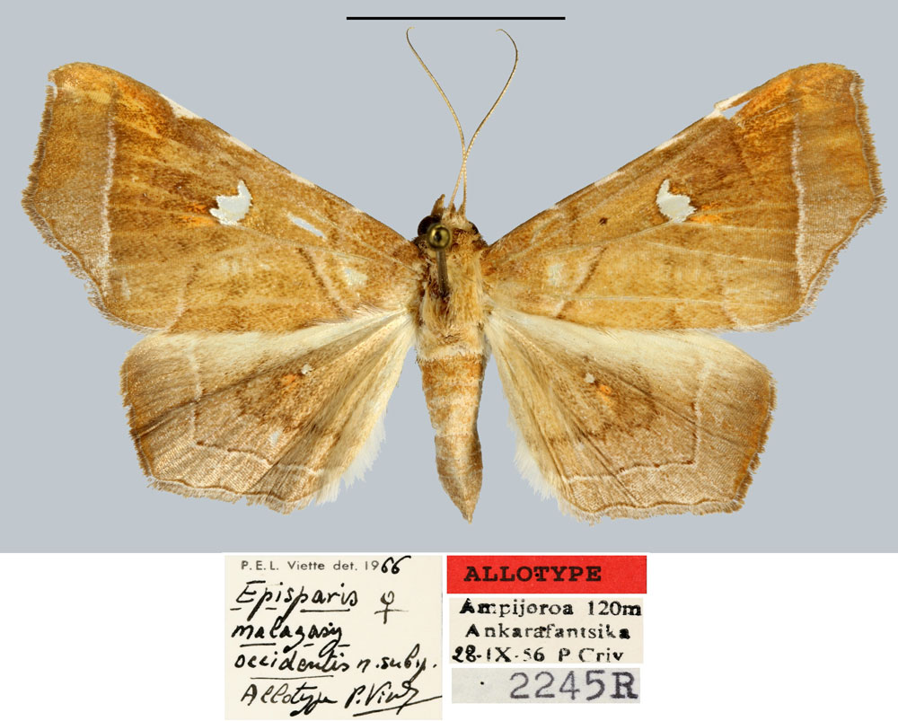 /filer/webapps/moths/media/images/O/occidentis_Episparis_AT_MNHN.jpg