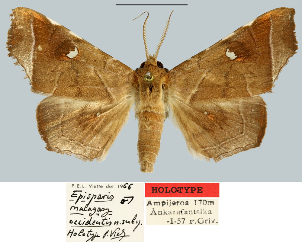 /filer/webapps/moths/media/images/O/occidentis_Episparis_HT_MNHN.jpg