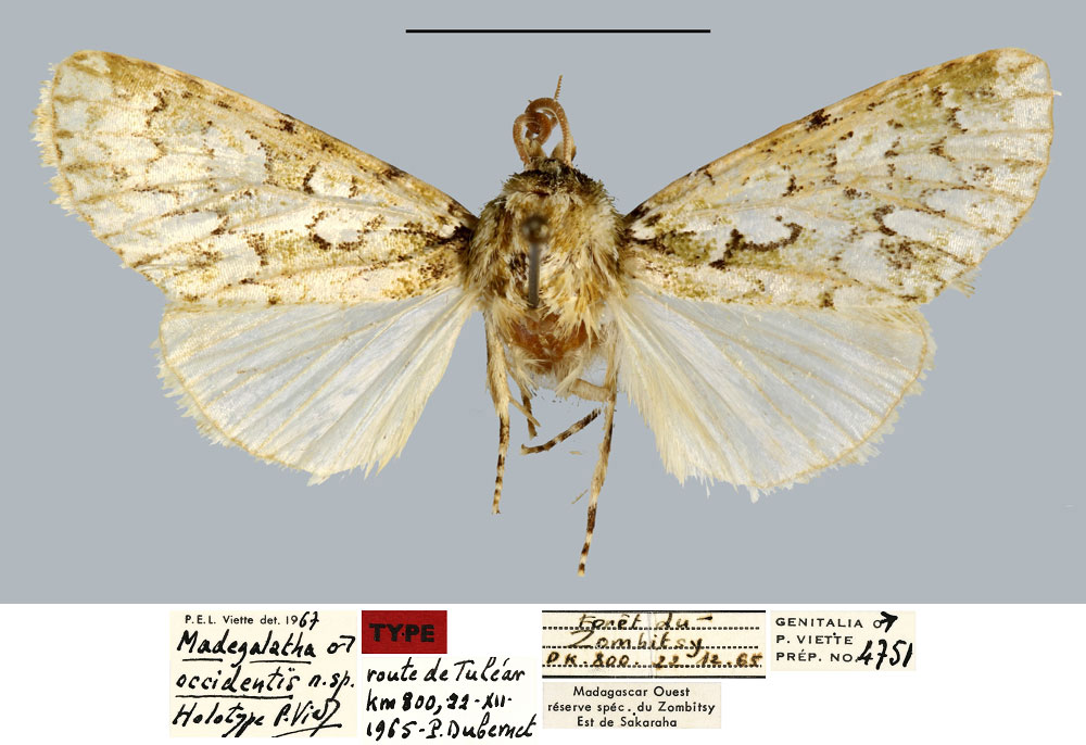 /filer/webapps/moths/media/images/O/occidentis_Madegalatha_HT_MNHN.jpg