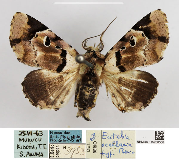 /filer/webapps/moths/media/images/O/ocellaria_Eutelia_AM_NHMUK.jpg