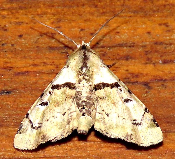 /filer/webapps/moths/media/images/O/ocellaria_Eutelia_A_Braun_09.jpg