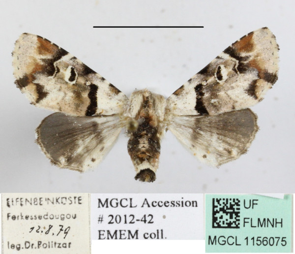 /filer/webapps/moths/media/images/O/ocellaria_Eutelia_A_MGCLa_01.JPG