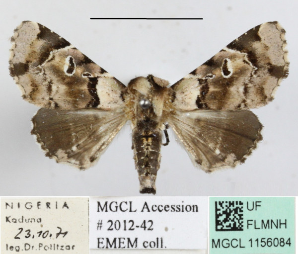 /filer/webapps/moths/media/images/O/ocellaria_Eutelia_A_MGCLa_02.JPG