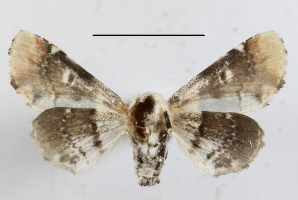 /filer/webapps/moths/media/images/O/ocellaria_Eutelia_A_MGCLb_01.JPG