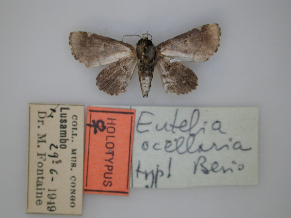/filer/webapps/moths/media/images/O/ocellaria_Eutelia_HT_RMCA_02.jpg
