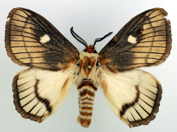 /filer/webapps/moths/media/images/O/ocellaris_Strigivenifera_AM_Basquin_01.jpg