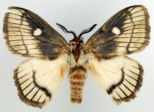 /filer/webapps/moths/media/images/O/ocellaris_Strigivenifera_AM_Basquin_02.jpg