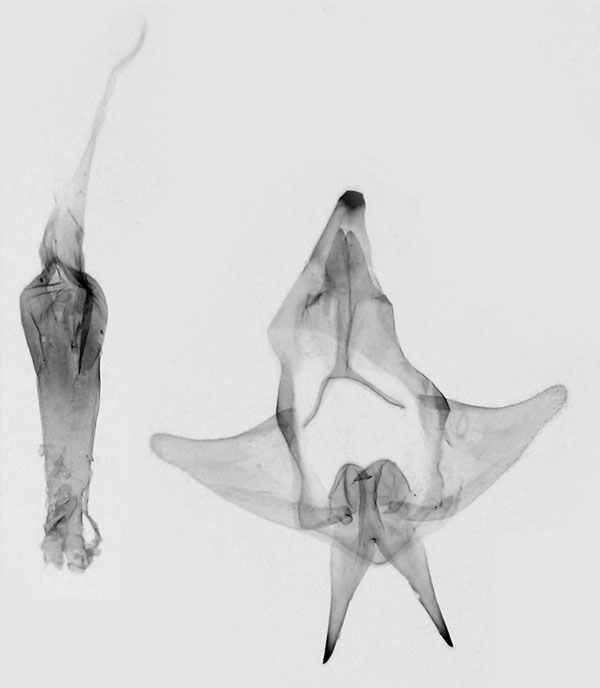 /filer/webapps/moths/media/images/O/ocellaris_Strigivenifera_GM_ZSM.jpg