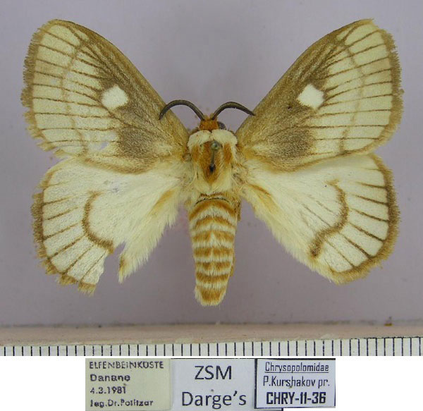 /filer/webapps/moths/media/images/O/ocellaris_Strigivenifera_HT_ZSM.jpg