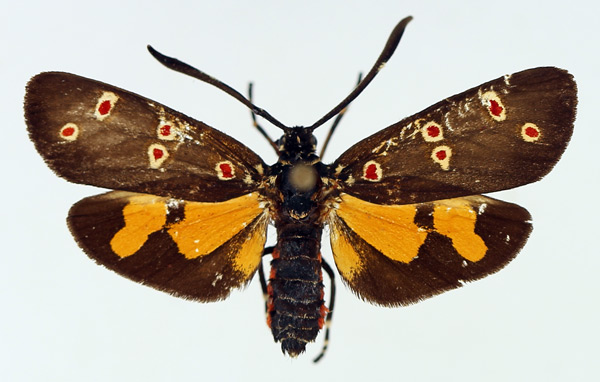 /filer/webapps/moths/media/images/O/ocellaris_Zutulba_AF_TMSA.jpg