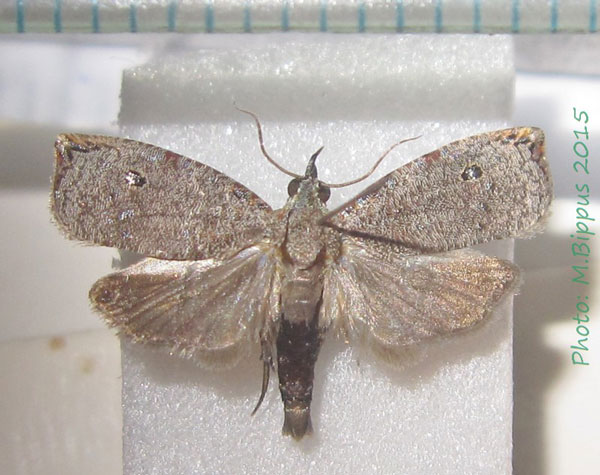 /filer/webapps/moths/media/images/O/ocellata_Cosmorrhyncha_A_Bippus_02.jpg