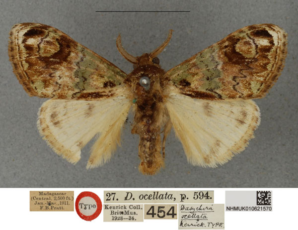 /filer/webapps/moths/media/images/O/ocellata_Dasychira_HT_NHMUKa.jpg