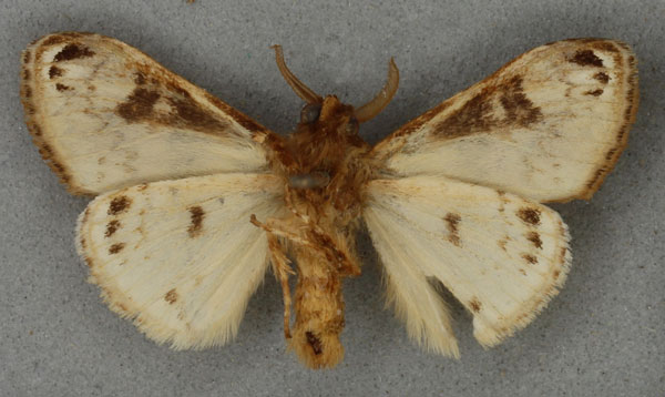 /filer/webapps/moths/media/images/O/ocellata_Dasychira_HT_NHMUKb.jpg