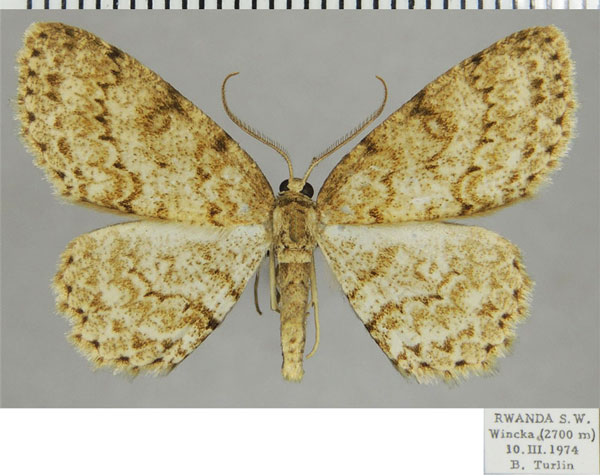 /filer/webapps/moths/media/images/O/ocellata_Ectropis_AM_ZSMa.jpg