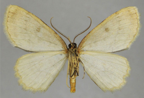 /filer/webapps/moths/media/images/O/ocellata_Ectropis_AM_ZSMb.jpg