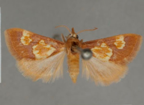 /filer/webapps/moths/media/images/O/ocellata_Heortia_PT_OUMNHa-01.jpg