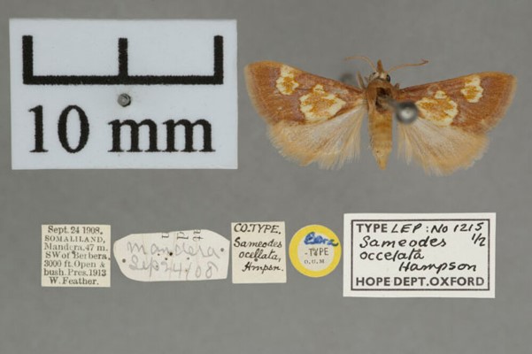 /filer/webapps/moths/media/images/O/ocellata_Heortia_PT_OUMNHa.jpg