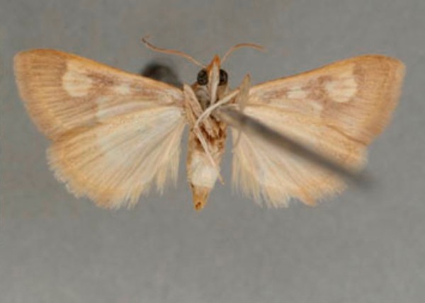 /filer/webapps/moths/media/images/O/ocellata_Heortia_PT_OUMNHb_01.jpg