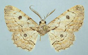 /filer/webapps/moths/media/images/O/ocellata_Lepiodes_LT_BMNH.jpg