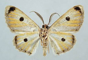 /filer/webapps/moths/media/images/O/ocellata_Lepiodes_LT_BMNHb.jpg