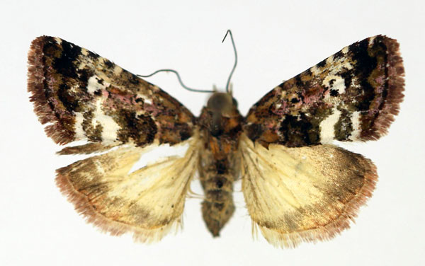 /filer/webapps/moths/media/images/O/ocellata_Maliattha_AF_Aulombard.jpg