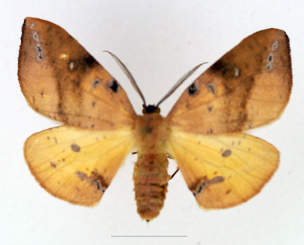 /filer/webapps/moths/media/images/O/ocellata_Omizodes_AF_TMSA.jpg