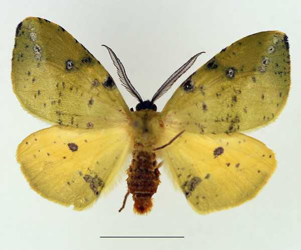 /filer/webapps/moths/media/images/O/ocellata_Omizodes_AM_TMSA.jpg