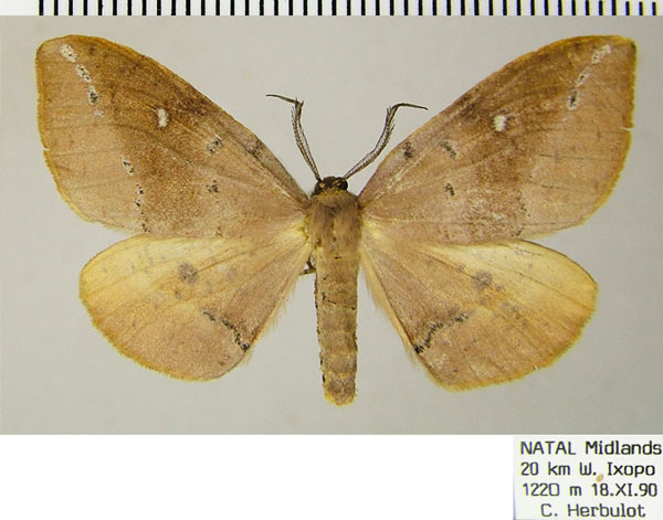 /filer/webapps/moths/media/images/O/ocellata_Omizodes_AM_ZSMa.jpg