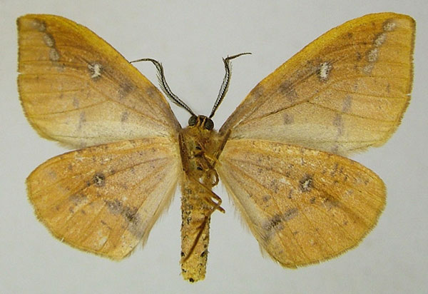/filer/webapps/moths/media/images/O/ocellata_Omizodes_AM_ZSMb.jpg