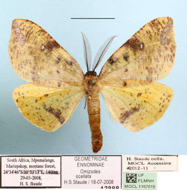 /filer/webapps/moths/media/images/O/ocellata_Omizodes_A_MGCL.jpg