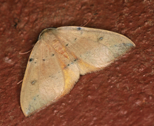 /filer/webapps/moths/media/images/O/ocellata_Omizodes_A_Roland_01.jpg