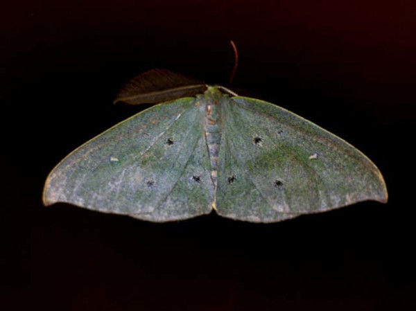 /filer/webapps/moths/media/images/O/ocellata_Omizodes_A_Wursten.jpg