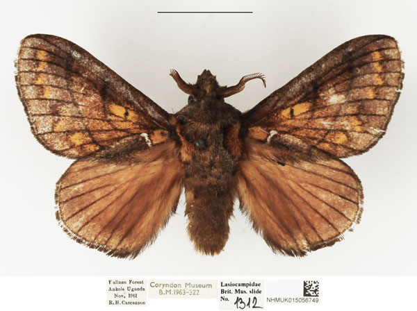 /filer/webapps/moths/media/images/O/ocellata_Stoermeriana_AM_NHMUK.jpg
