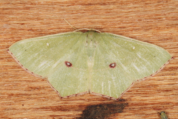 /filer/webapps/moths/media/images/O/ocellata_Traminda_A_Heyns_01.JPG