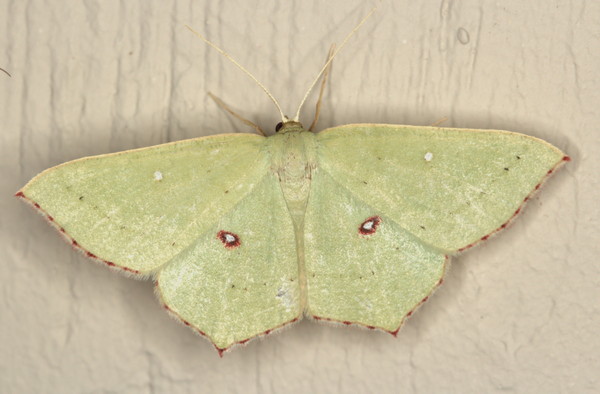 /filer/webapps/moths/media/images/O/ocellata_Traminda_A_Heyns_02.jpg