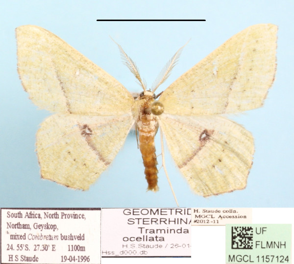 /filer/webapps/moths/media/images/O/ocellata_Traminda_A_MGCL_01.JPG
