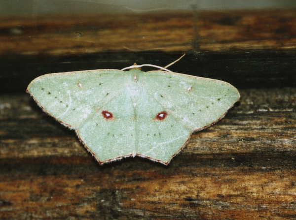 /filer/webapps/moths/media/images/O/ocellata_Traminda_A_Roland_02.jpg