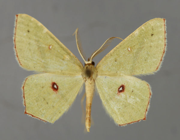 /filer/webapps/moths/media/images/O/ocellata_Traminda_A_ZSM_01.jpg