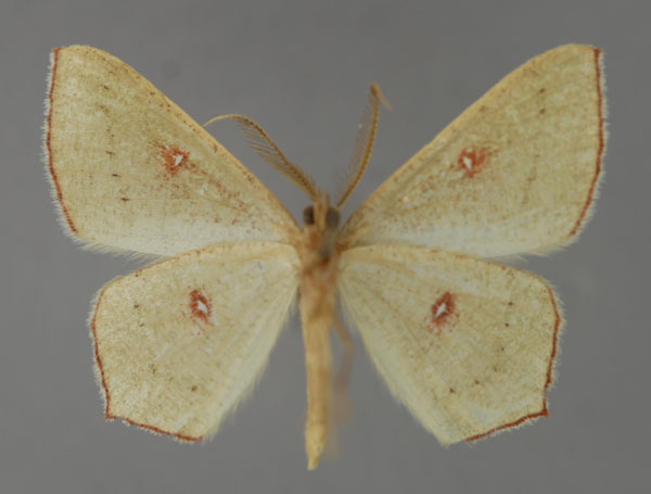 /filer/webapps/moths/media/images/O/ocellata_Traminda_A_ZSM_02.jpg