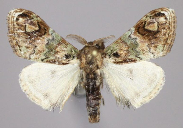 /filer/webapps/moths/media/images/O/ocellatula_Kintana_AM_Golovizina.jpg