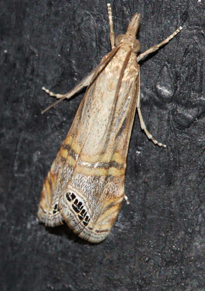/filer/webapps/moths/media/images/O/ocellea_Euchromius_A_Roland_02.jpg
