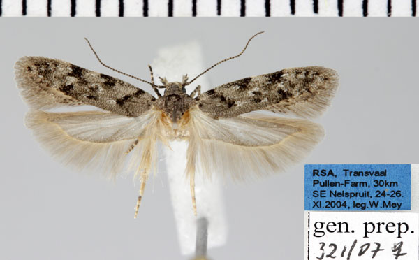 /filer/webapps/moths/media/images/O/ochlerodes_Neotelphusa_AF_ZMHB.jpg