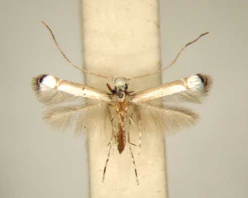 /filer/webapps/moths/media/images/O/ochnifolii_Acrocercops_PT_TMSA6251.jpg