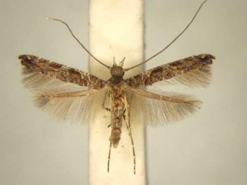 /filer/webapps/moths/media/images/O/ochnivora_Conopomorphina_PT_TMSA6054.jpg