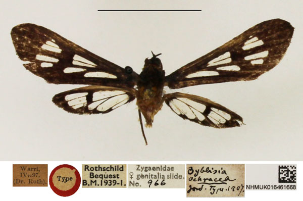 /filer/webapps/moths/media/images/O/ochracea_Byblisia_HT_NHMUK.jpg